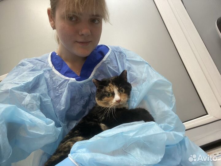 Зооняня,зоотакси,догситтер,кэтситтер