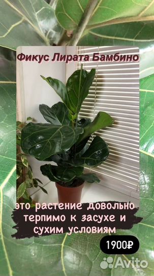 Пальма дипсис