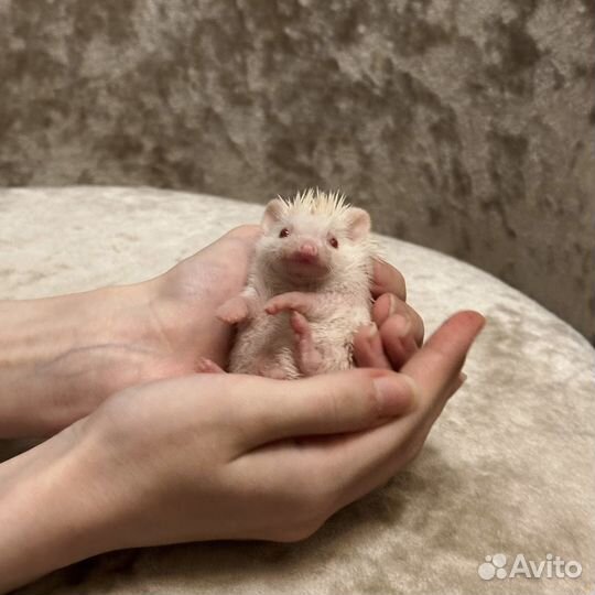 Африканский карликовый ежик