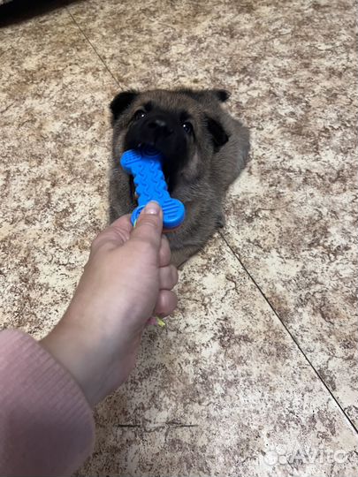 Щенки кобели в дар