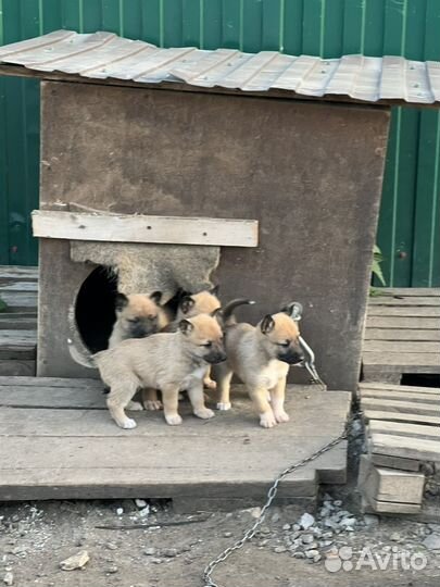 Щенки бесплатно