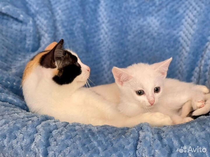 Кошка в дар