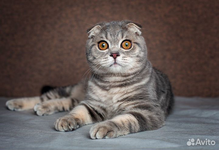 Шотландские мраморные котята