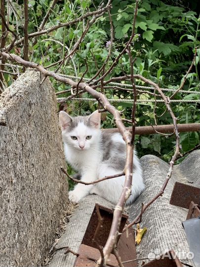 Котята в добрые руки бесплатно