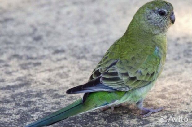 Певчий попугай