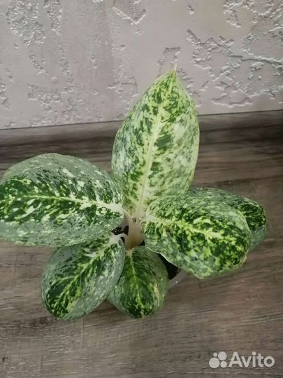 Аглаонема милки вей