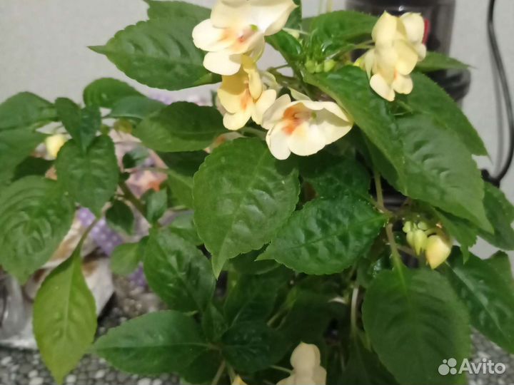 Бальзамины сортовые