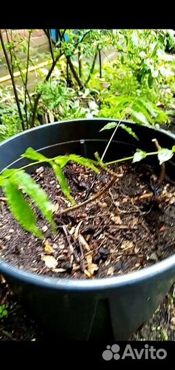 Глициния саженцы