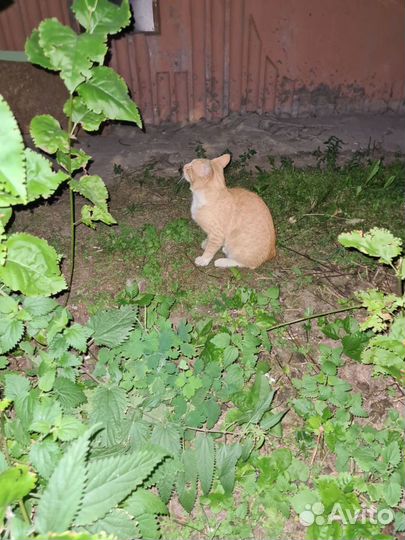 Кошки в добрые руки бесплатно