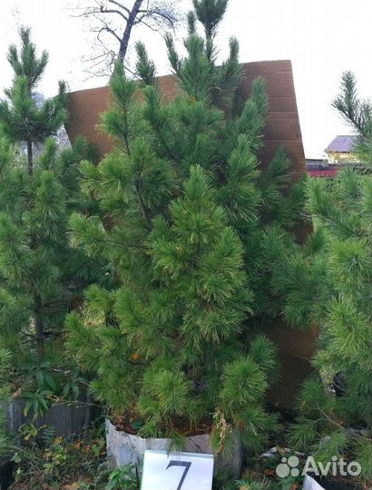 Саженцы сибирского кедра экстра класс