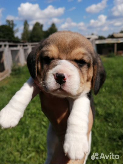 Бигль из питомника