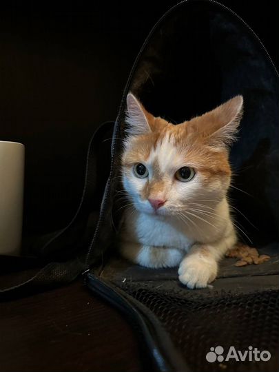 Кошка