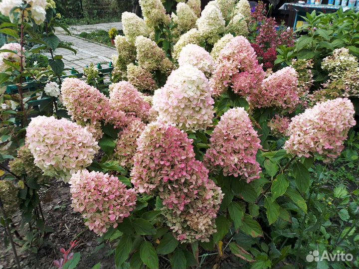 Гортензия метельчатая