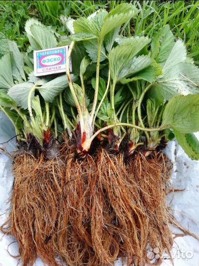 Рассада клубники