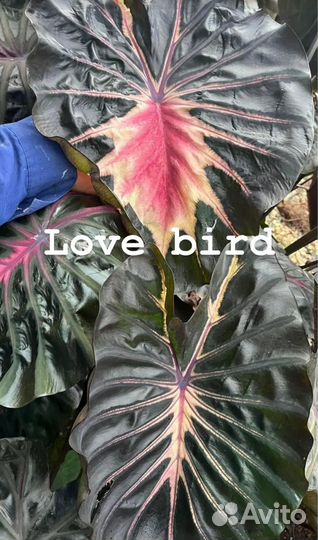 Новинка Колоказия Lоvе Вird