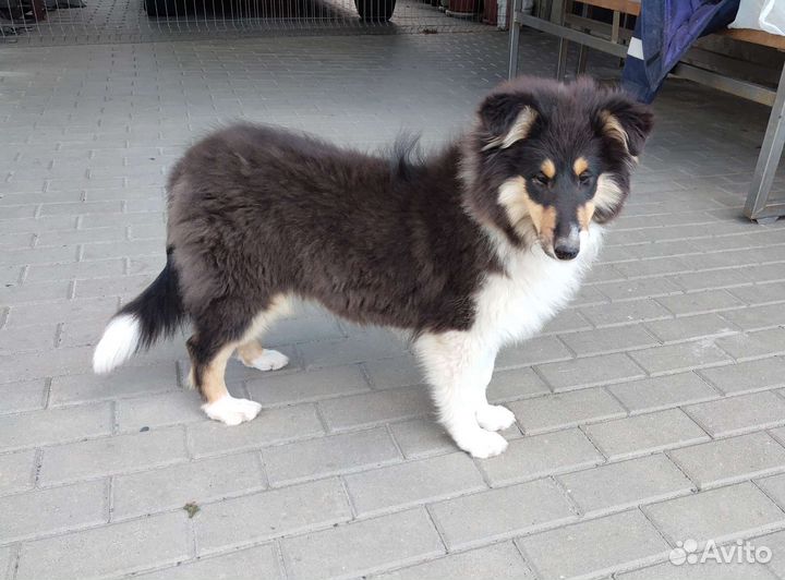 Щенки колли