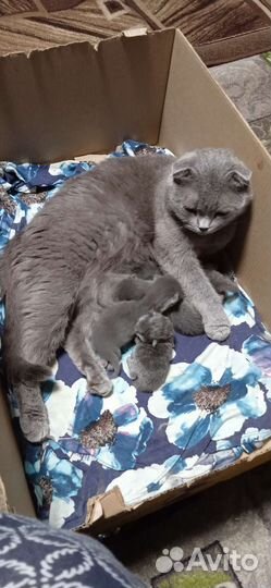 Шотландские вислоухие котята