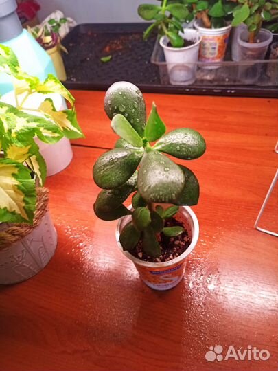 Денежное дерево