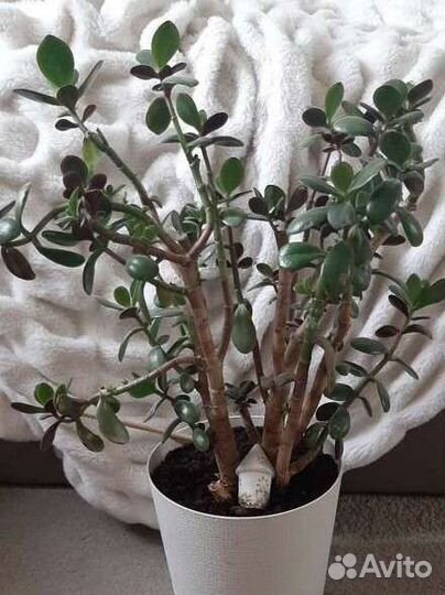 Толстянка Денежное дерево