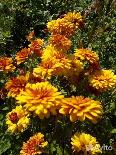 Хризантема