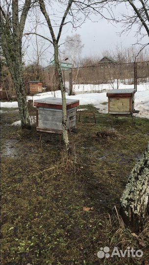 Пчело семьи