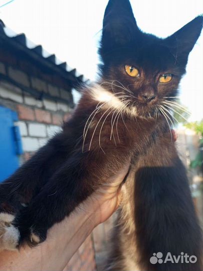 Котенок девочка, 3-4мес