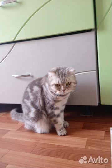 Отдам кошечку в добрые руки