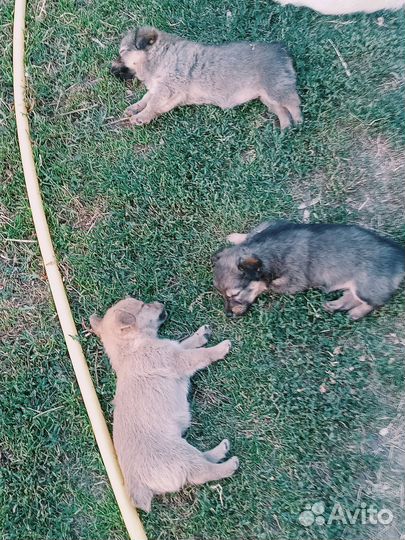 Собака в добрые руки отдам бесплатно