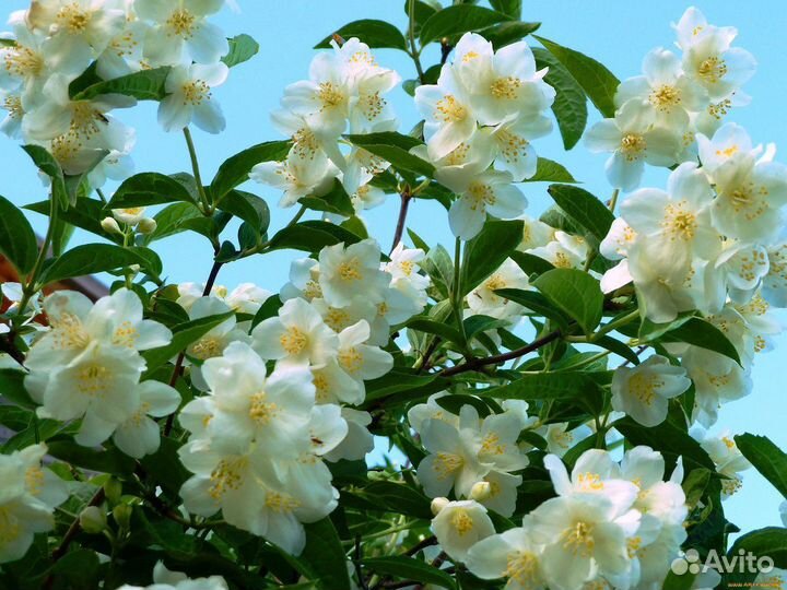 Плодовые деревья и кустарники, многолетние цветы