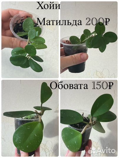 Хойя и другие цветы