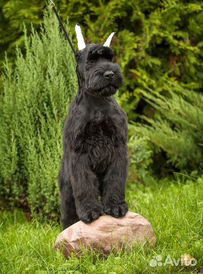 Щенки Ризеншнауцера