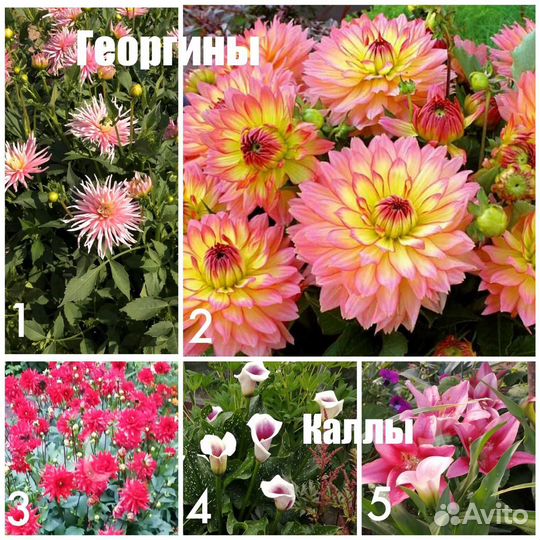 Кустарники и многолетние цветы