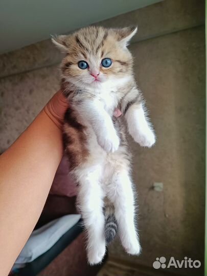 Британская (табби) кошечка