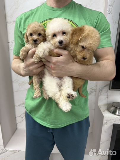 Девочки мальтипу мини