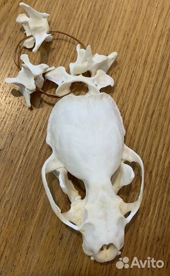 Череп выдры