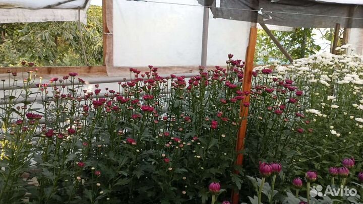 Хризантема опт для магазинов