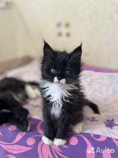 Котята мейн-кун