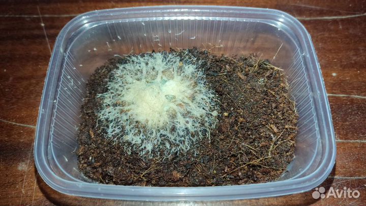 Культура живых кормов для аквариумных рыбок