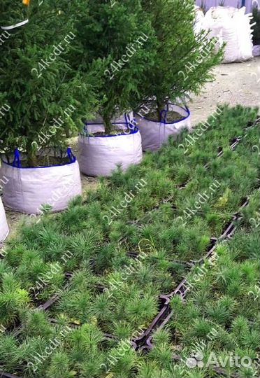 Сибирский кедр. Саженцы