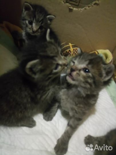 Котята в добрые руки