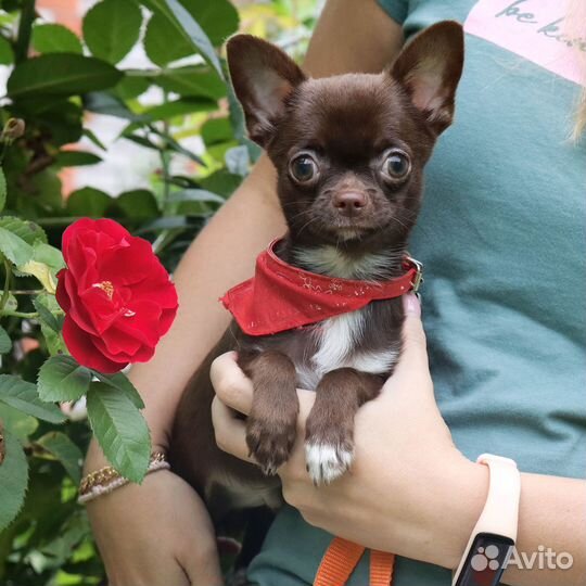 Красавчик Чихуахуа с доставкой 4 мес с видео