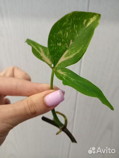 Сингониум Ред спот триколор