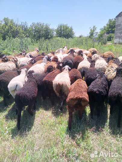 Продам баранов