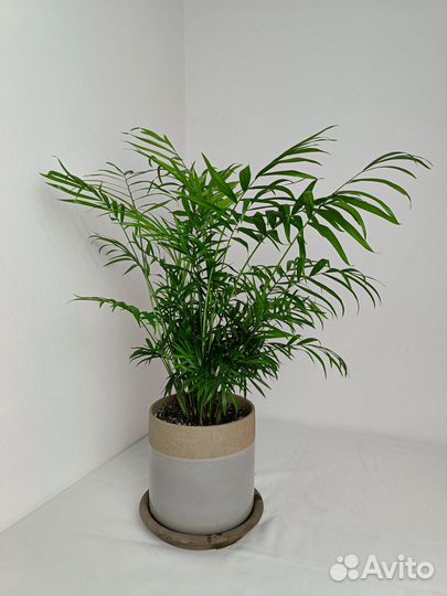 Хамедорея бридбл