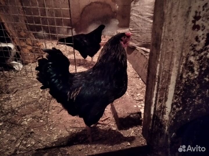 Молодые петухи