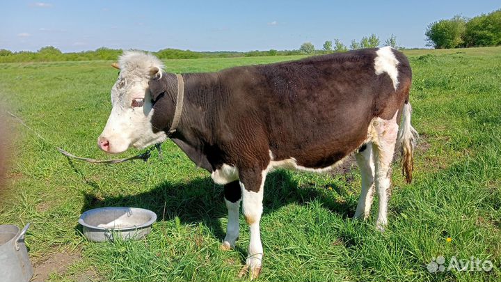 Продам тёлочку на корову возраст 1.4