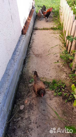 Мини Куры бентамки