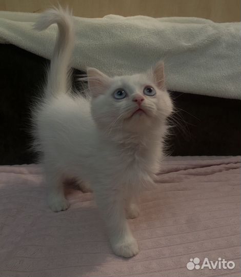 Другие породы