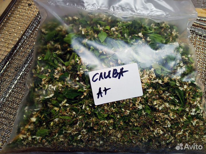 Слива Цвет сушёный: Сбор 2024