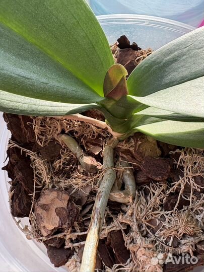 Орхидея фаленопсис